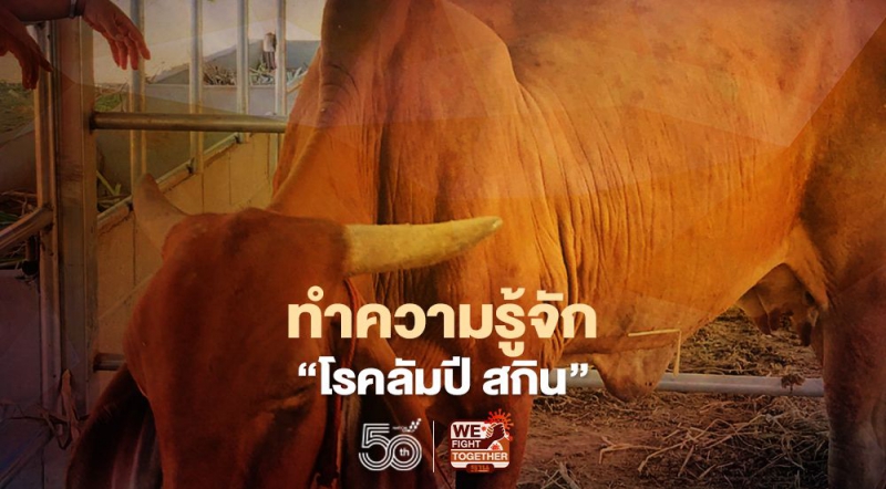ทำความรู้จัก“โรคลัมปีสกิน”(LumpySkinDisease)โรคอุบัติใหม่ในโค