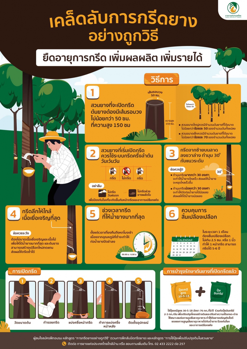 เคล็ดลับการกรีดยางอย่างถูกวิธี﻿