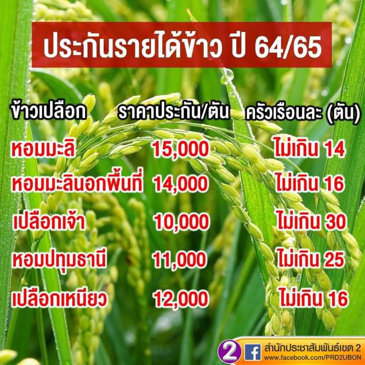 ข่าวดี!!สำหรับเกษตรกรครม.อนุมัติวงเงินโครงการประกันรายได้เกษตรกรผู้ปลูกข้าว