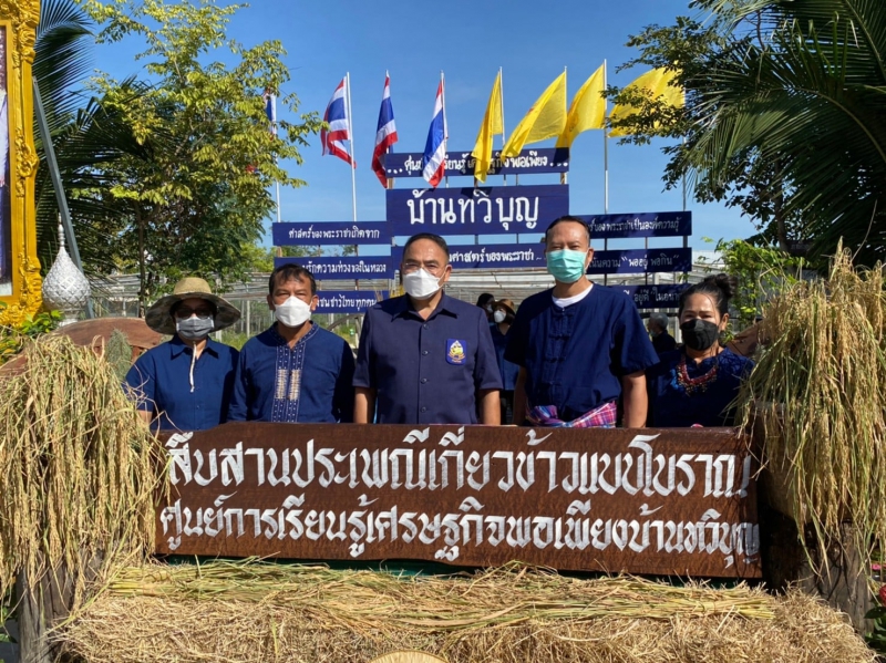 สืบสานประเพณีเกี่ยวข้าวแบบโบราณ