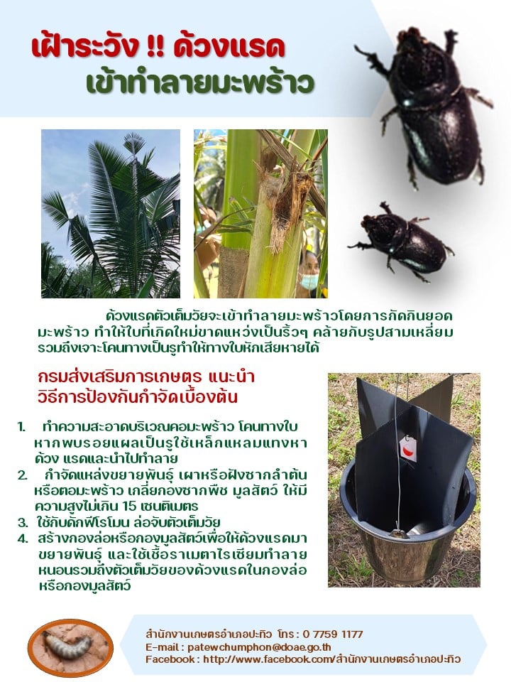 เฝ้าระวัง ด้วงแรดเข้าทำลายมะพร้าว