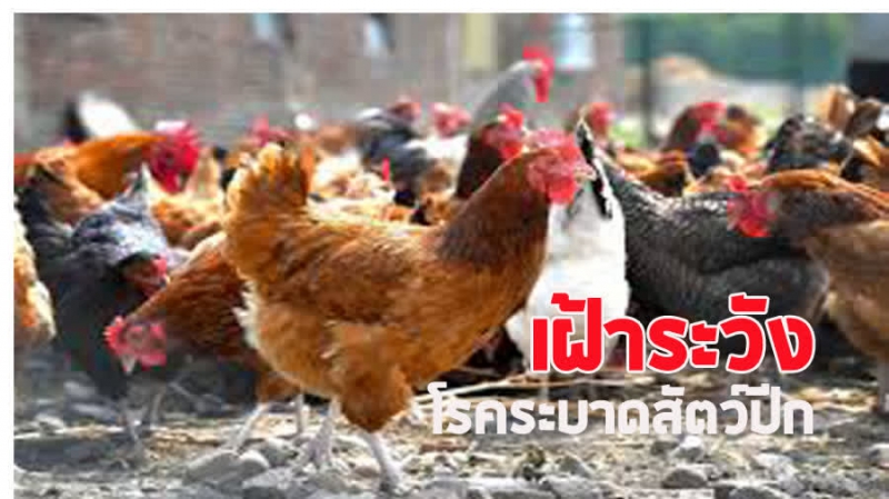 เฝ้าระวังโรคระบาดสัตว์ปีก
