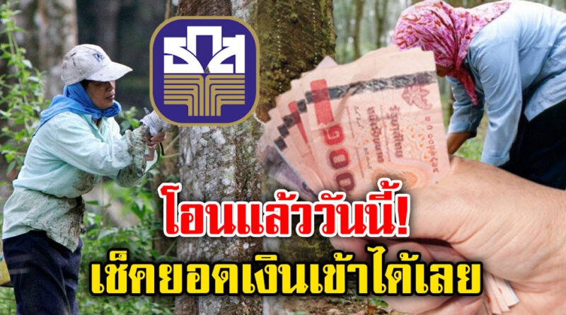 เช็กได้เลยธกส.ย้ำชัดโอนเงินประกันราคายางระยะที่