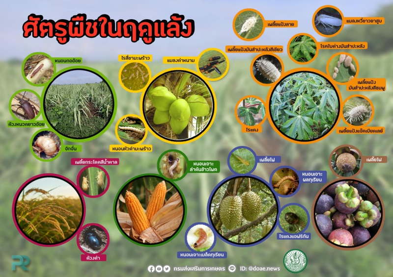 กรมส่งเสริมการเกษตร