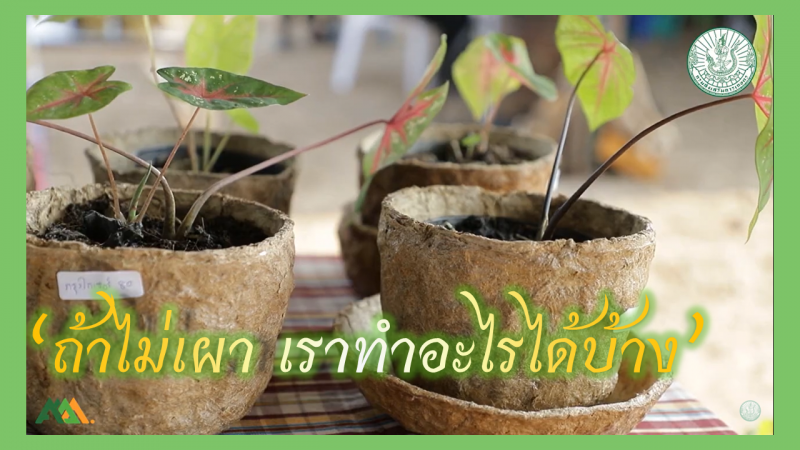 ถ้าไม่เผา เราทำอะไรได้บ้าง ? การทำกระถางจากฟางข้าว