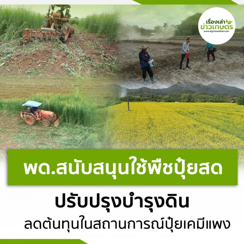 พด.สนับสนุนใช้พืชปุ๋ยสด