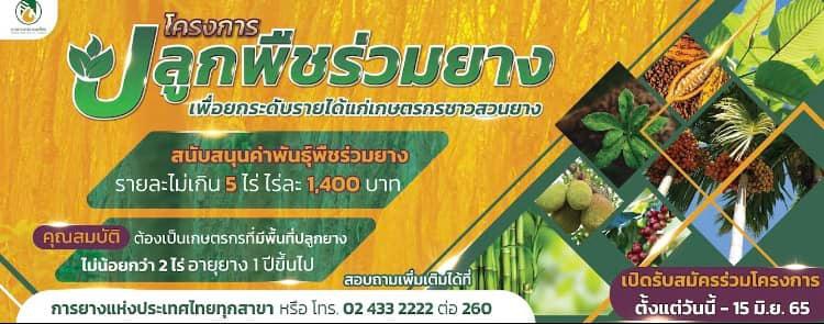 รับสมัครเกษตรกรชาวสวนยางเข้าร่วมโครงการปลูกพืชร่วมยางเพื่อยกระดับรายได้แก่เกษตรกรชาวสวนยาง
