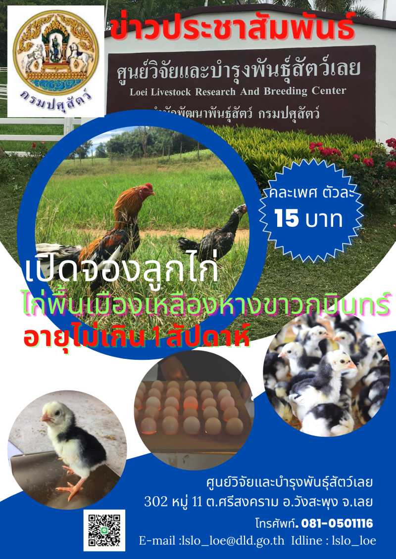เปิดจองลูกไก่ ไก่พื้นเมืองเหลืองหางขาวกบินทร์