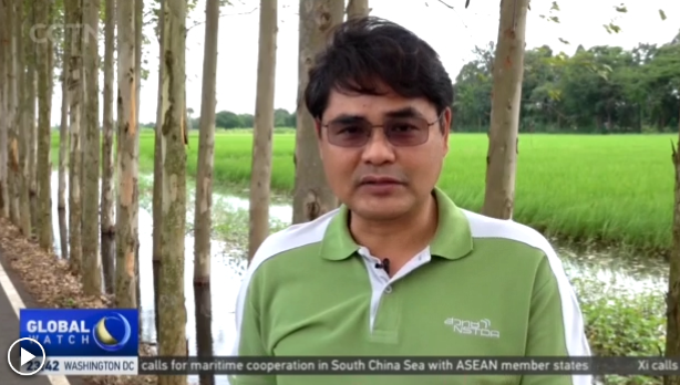 Thailand Agriculture: Thai scientists developing new rice strain to survive in floods and resist certain pests