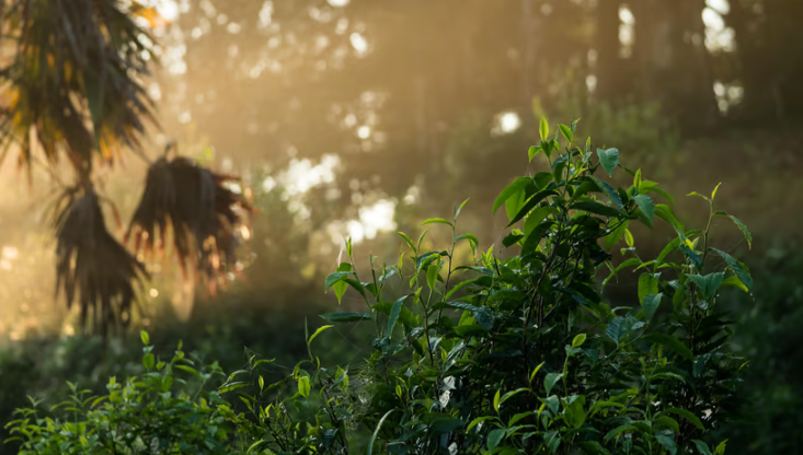 Thailand’s Popular Forest-Friendly Monsoon Tea to Storm into Europe