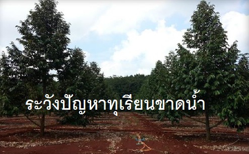 ระวัง อาการขาดน้ำ ในทุเรียน