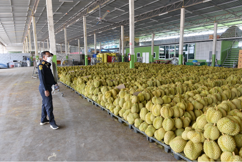泰国将严查邻国假冒泰国榴莲出口！