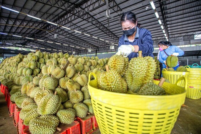 THAILAND’S DURIAN EXPORT TO CHINA FACILITATED BY CHINA-LAOS RAILWAY