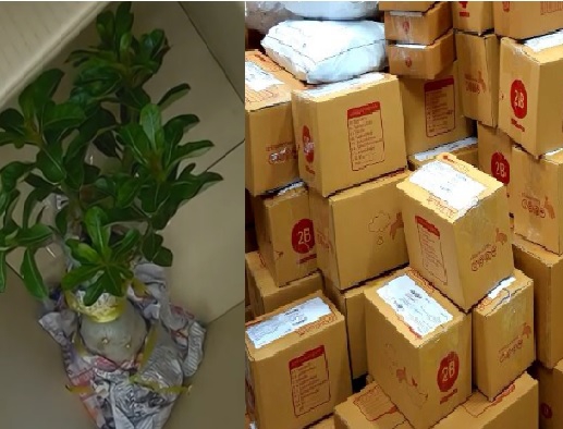 ส่งออกพืชไปสหภาพยุโรป