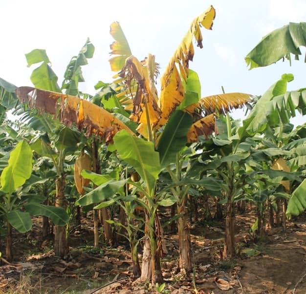 เรื่องกล้วยๆ ที่ไม่กล้วย