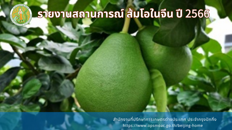 รายงานสถานการณ์ ส้มโอในจีน ปี 2566