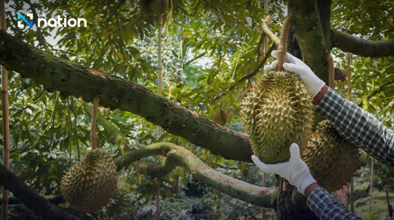 Thai durian exports to China surge 81.7% to record high in 2023