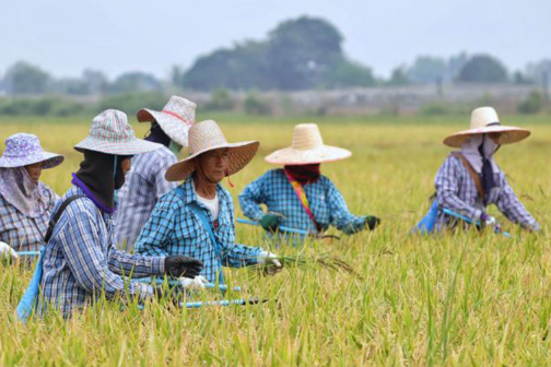 Farmers swayed from planting off-season rice