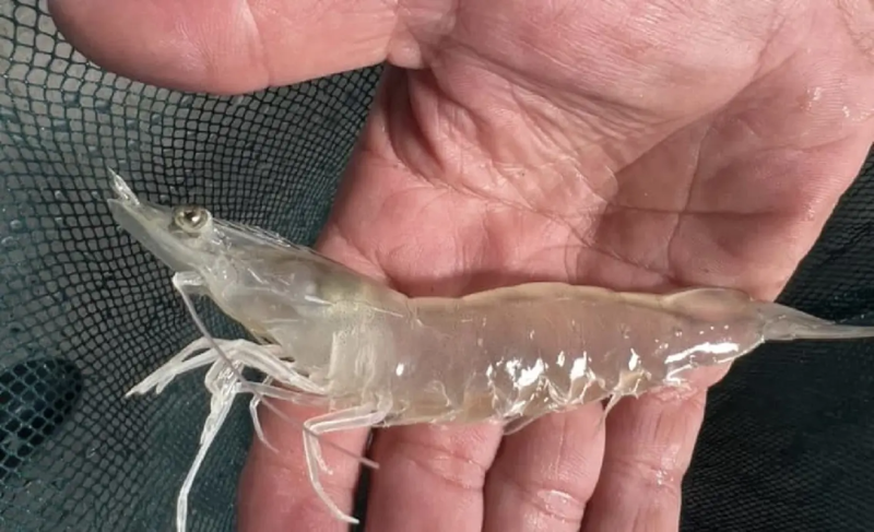 渔业司推出白虾改良种：抗病高产“斯达1号”