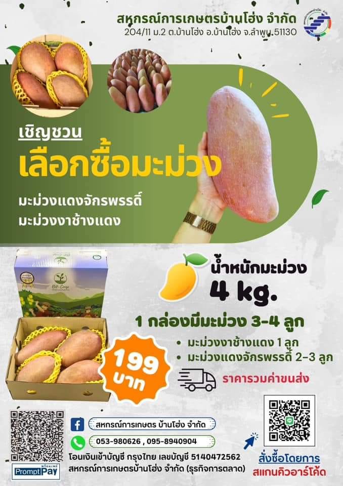 เชิญชวนอุดหนุนเกษตรกรผู้ปลูกมะม่วงอำเภอบ้านโฮ่ง
