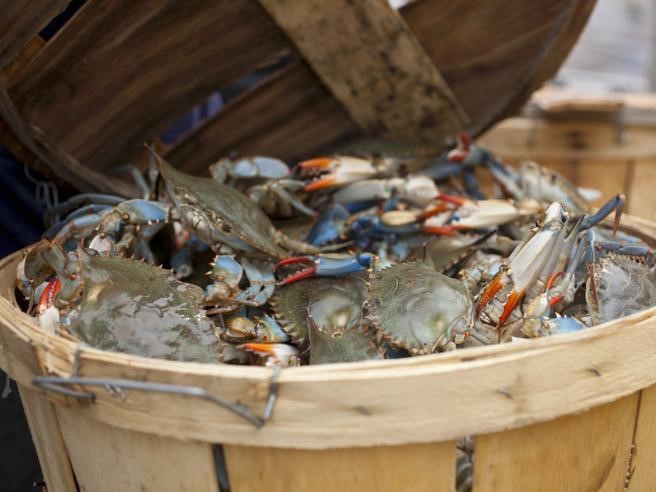 Atlantic blue crab - สร้างความเสืยหายต่อการประมงในอิตาลี