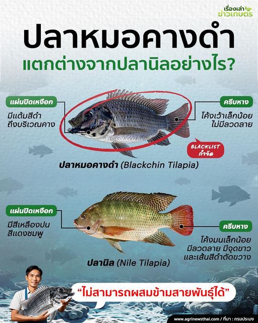 ปลาหมอคางดำ ต่างจาก ปลานิล อย่างไร