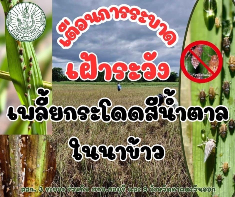เตือนการระบาดเฝ้าระวัง!เพลี้ยกระโดดสีน้ำตาลในนาข้าว