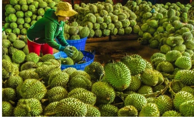ปัญหาทุเรียนเวียดนามมีทั้งในตลาดจีน