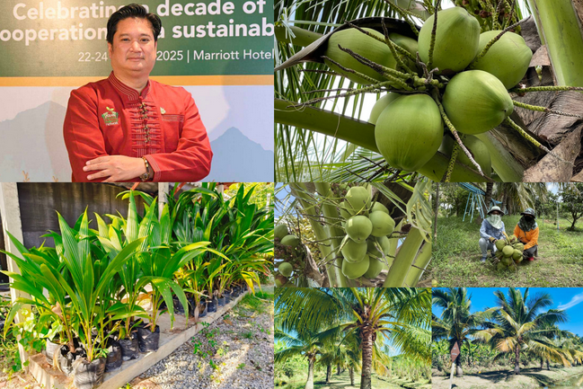 กรมวิชาการเกษตรปลื้มเทคโนโลยีปลูกมะพร้าวน้ำหอมในพื้นที่ดินเค็ม