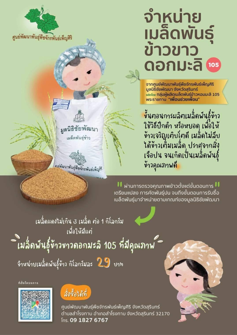 ประชาสัมพันธ์การจำหน่ายเมล็ดพันธุ์ข้าวขาวดอกมะลิ