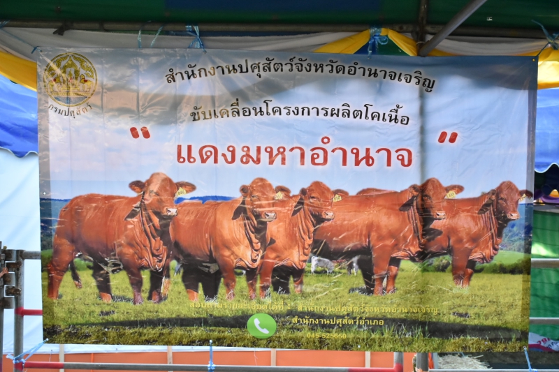 กษ.อำนาจเจริญร่วมประชุมการขับเคลื่อนการผลิตโคเนื้อ