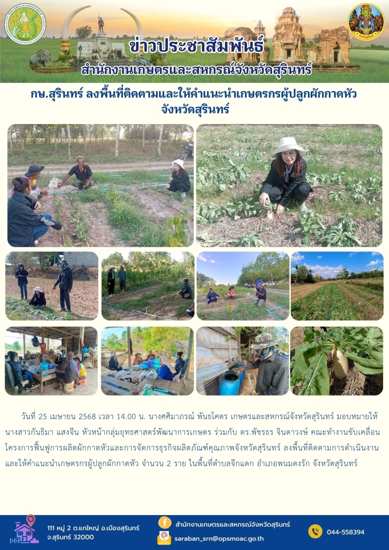 กษ.สุรินทร์ลงพื้นที่ติดตามและให้คำแนะนำเกษตรกรผู้ปลูกผักกาดหัว