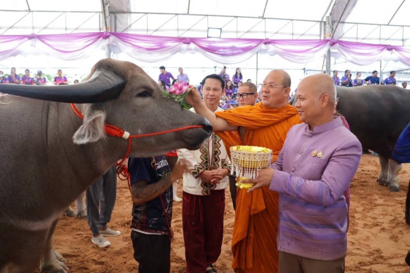 พิธีปลดเอกปลดไถบายศรีสู่ขวัญควายไทยสวยงาม