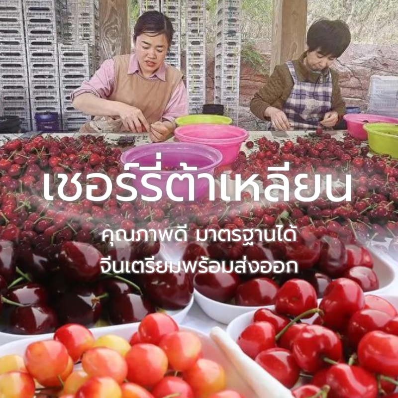 เชอร์รี่ต้าเหลียนเปิดตัวในฮ่องกง