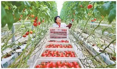 การเกษตรในซินเจียงมุ่งสู่ความทันสมัยใหม่