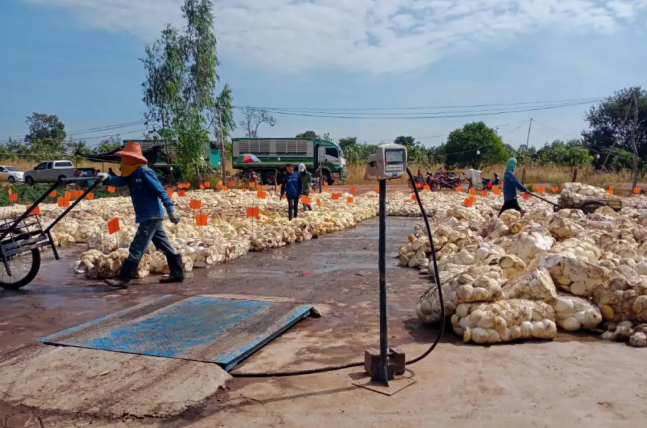 แปลงใหญ่ยางพารากลุ่มเกษตรกรชาวสวนยา