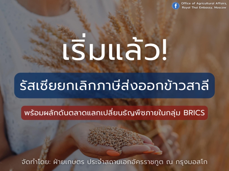 รัสเซียยกเลิกภาษีส่งออกข้าวสาลี!