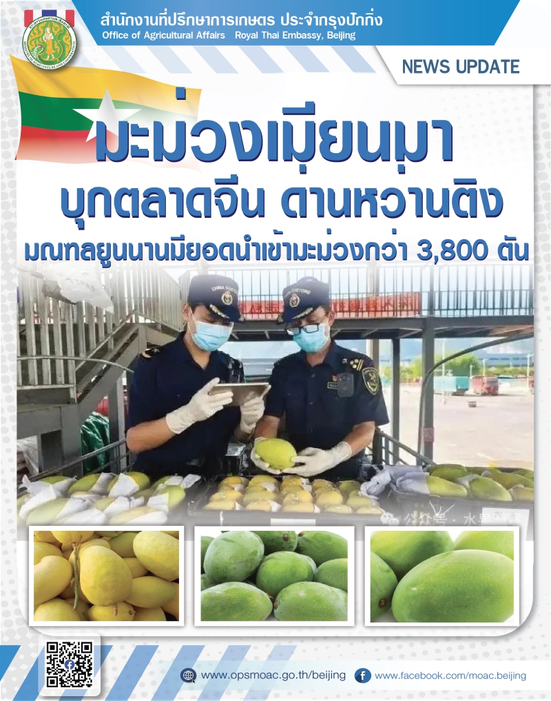 มะม่วงเมียนมาบุกตลาดจีน