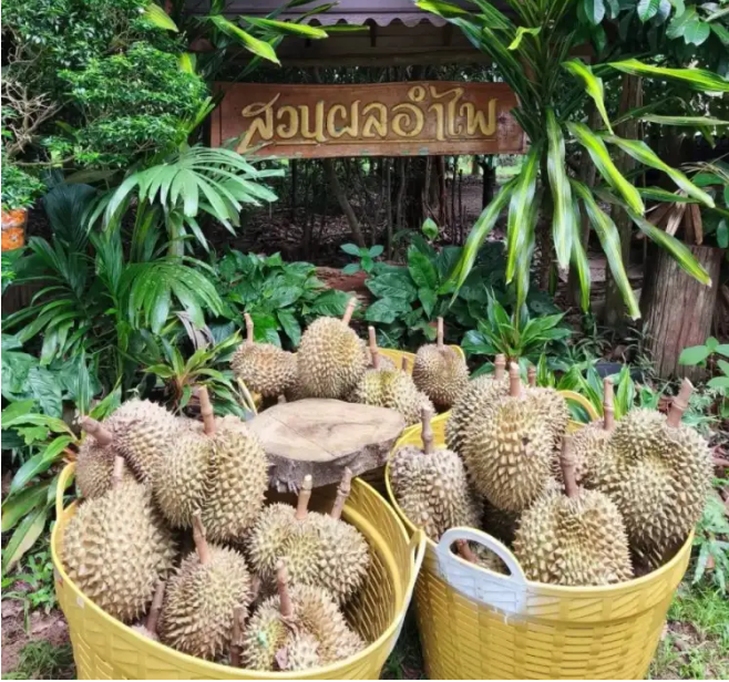 สศท.6ชวนเช็คอินสวนผลอำไพจ.ตราดแหล่งเรียนรู้เกษตรอินทรีย์