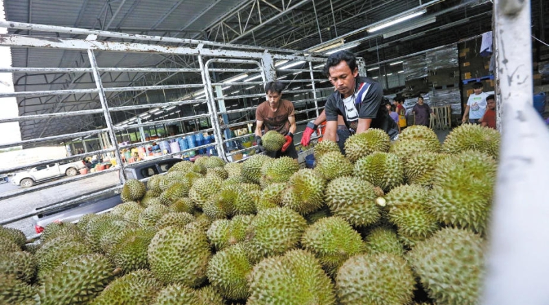 Thai durian farmers reap gains from smart solutions