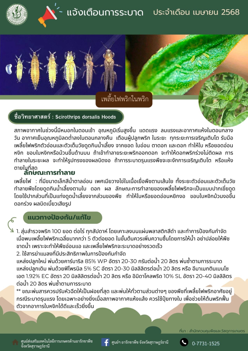 การระบาดเพลี้ยไฟในพริก