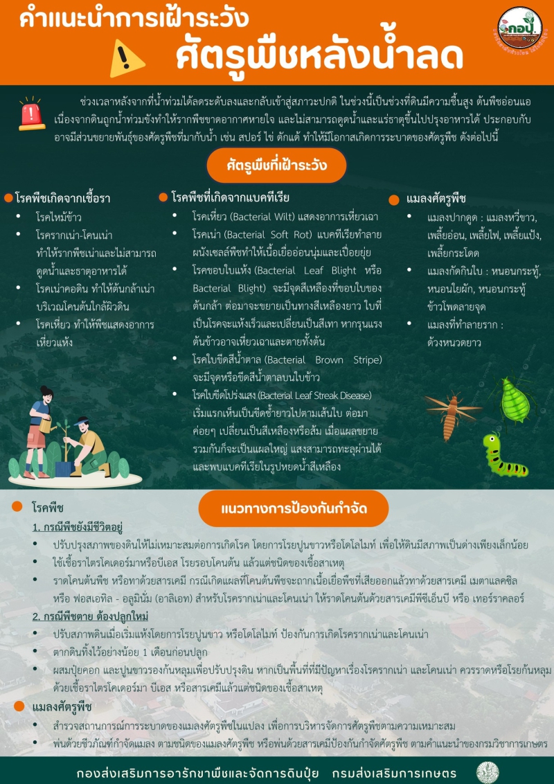 คำแนะนำการเฝ้าระวังศัตรูพืชหลังน้ำลด