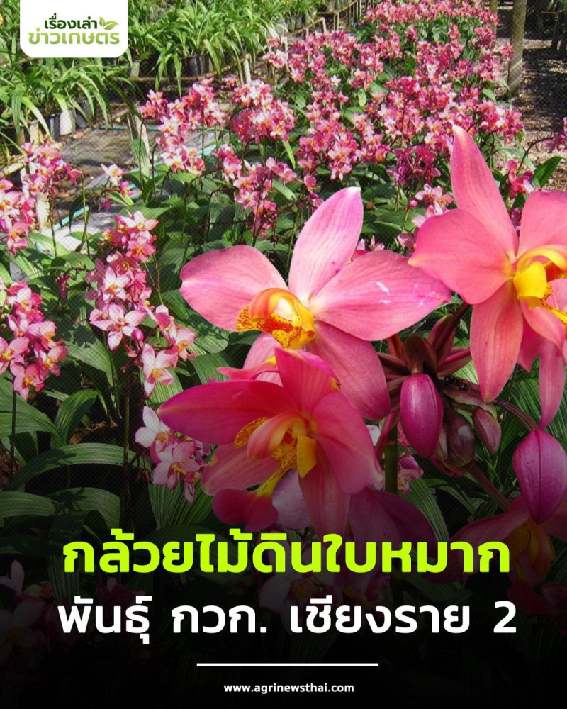 กล้วยไม้ดินใบหมาก
