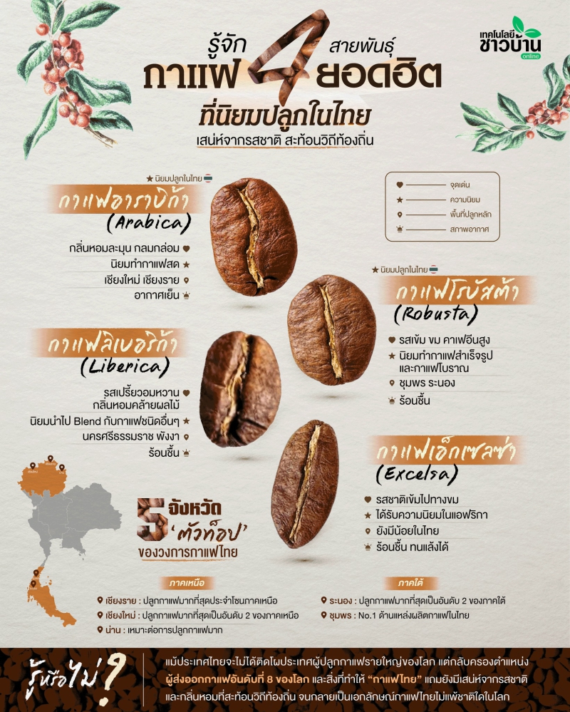 กาแฟ 4 สายพันธุ์หลัก ที่ได้รับความนิยมในประเทศไทย