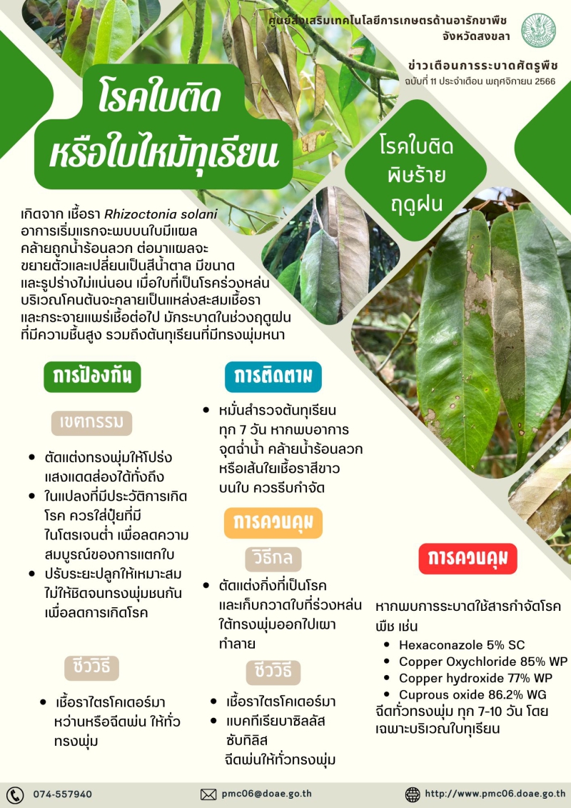 โรคใบติดหรือโรคใบไหม้ทุเรียน