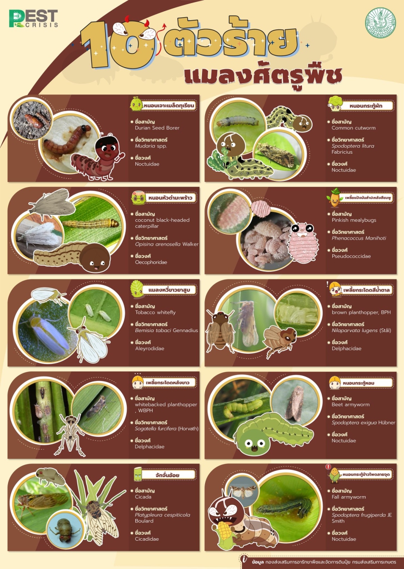 มาทำความรู้จัก 10 ตัวร้าย แมลงศัตรูพืชทางการเกษตรกัน