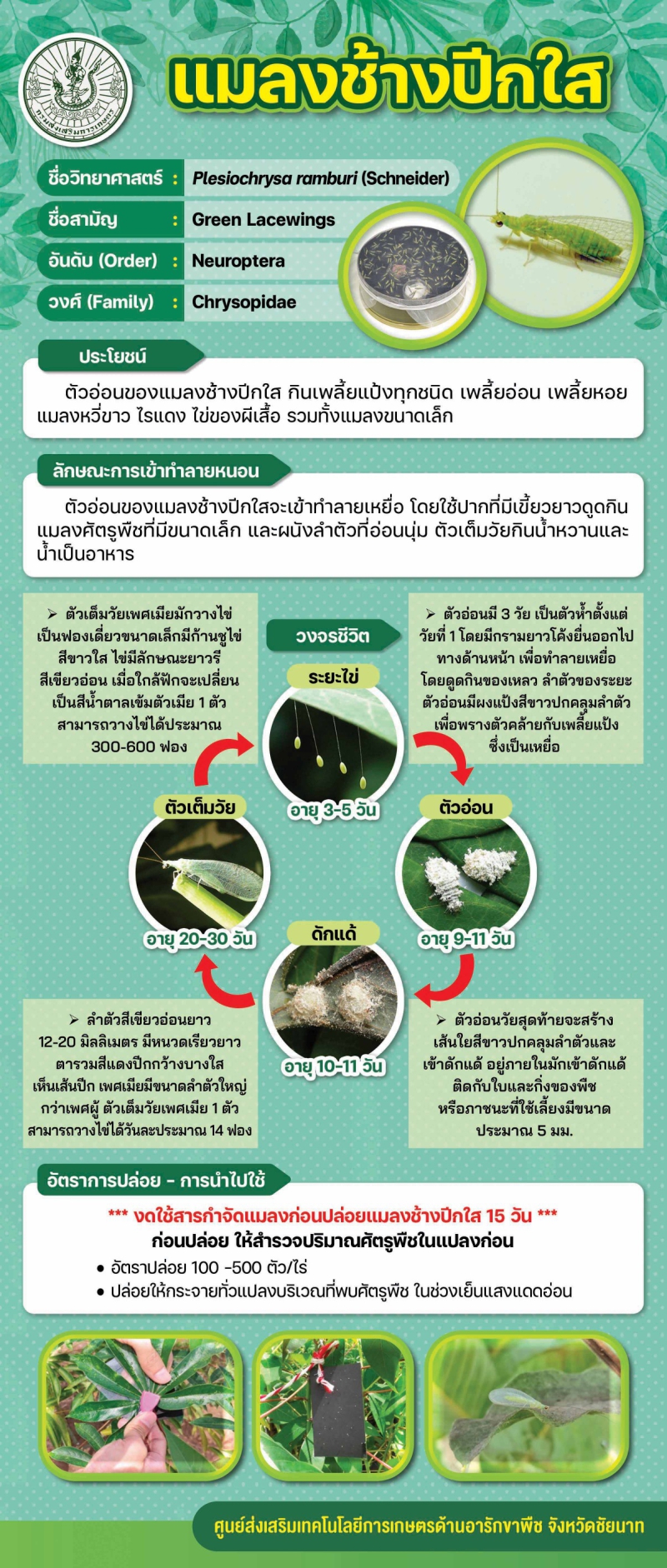 แมลงช้างปีกใส (Green Lacewings)