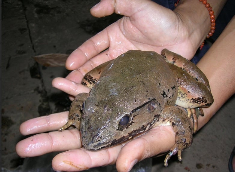 诗丽吉皇太后与布莱斯河蛙的保护