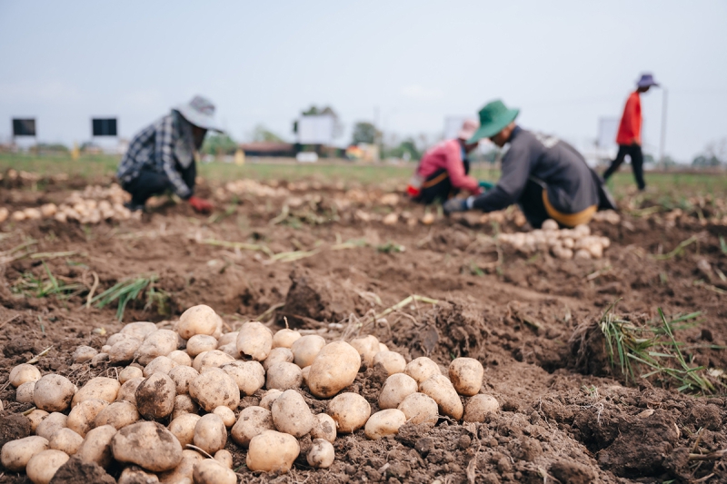 “乐事”薯片支持泰国农户种植马铃薯