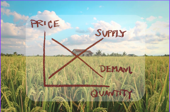 Rice Department to discuss measures to prevent fall in paddy prices for new harvest